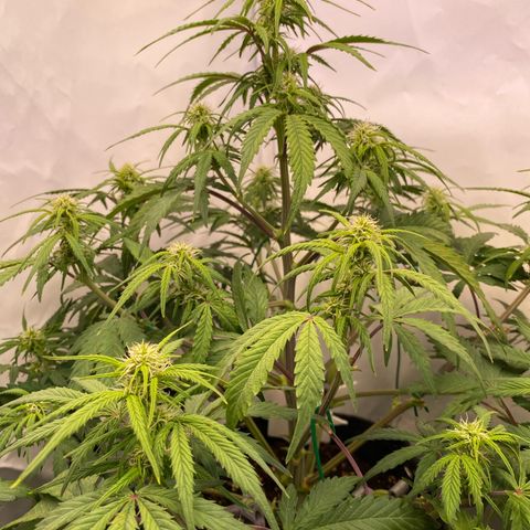 White Widow Automatic growlog timeline photo