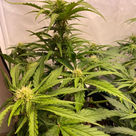 Royal AK Automatic growlog timeline photo