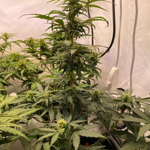 Northern Light Automatic #2 growlog timeline photo