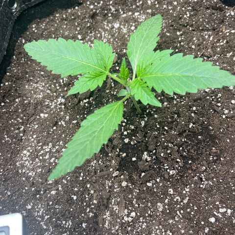 Strawberry Nuggets growlog timeline photo