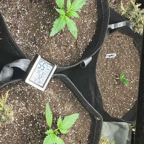 Strawberry Nuggets growlog timeline photo