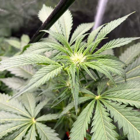 Strawberry Nuggets growlog timeline photo