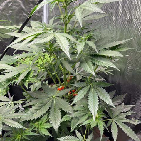 Strawberry Nuggets growlog timeline photo