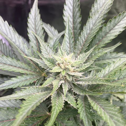 Strawberry Nuggets growlog timeline photo