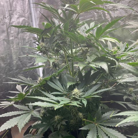 Strawberry Nuggets growlog timeline photo