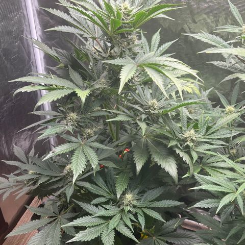 Strawberry Nuggets growlog timeline photo