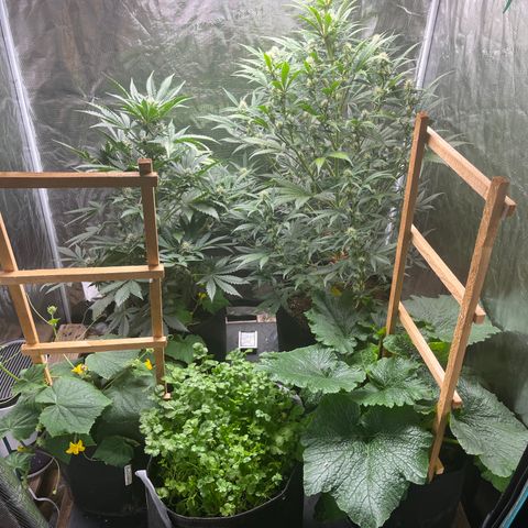 Strawberry Nuggets growlog timeline photo