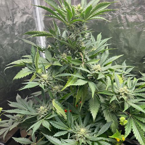 Strawberry Nuggets growlog timeline photo