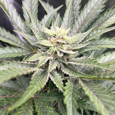 Strawberry Nuggets growlog timeline photo