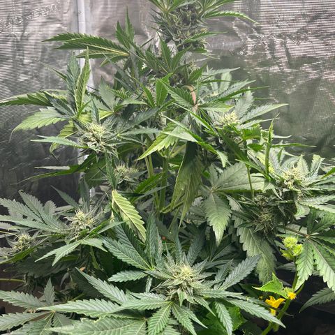 Strawberry Nuggets growlog timeline photo