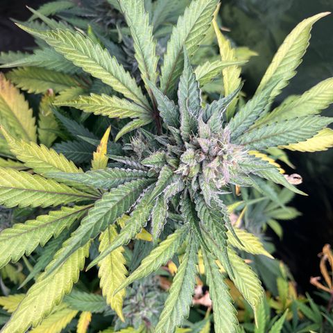Strawberry Nuggets growlog timeline photo