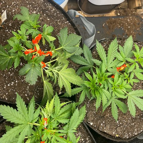 Strawberry Nuggets growlog timeline photo