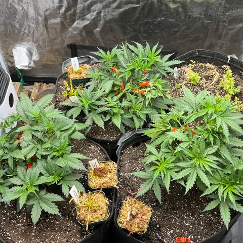 Strawberry Nuggets growlog timeline photo