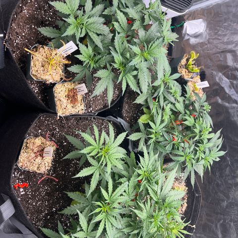 Strawberry Nuggets growlog timeline photo