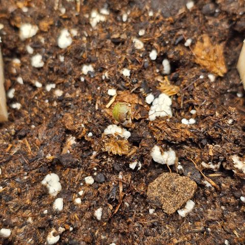 Purple Skunk Auto growlog timeline photo