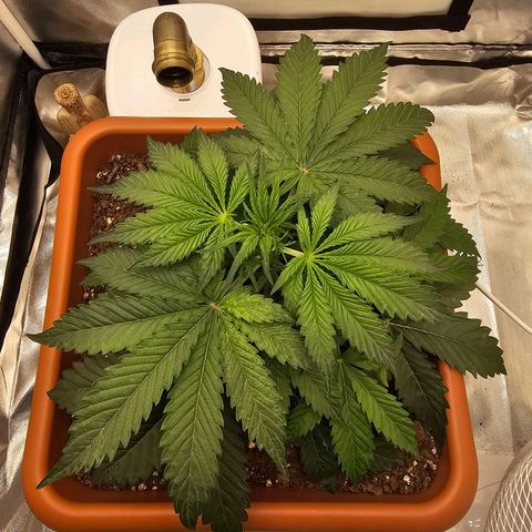 Purple Skunk Auto growlog timeline photo