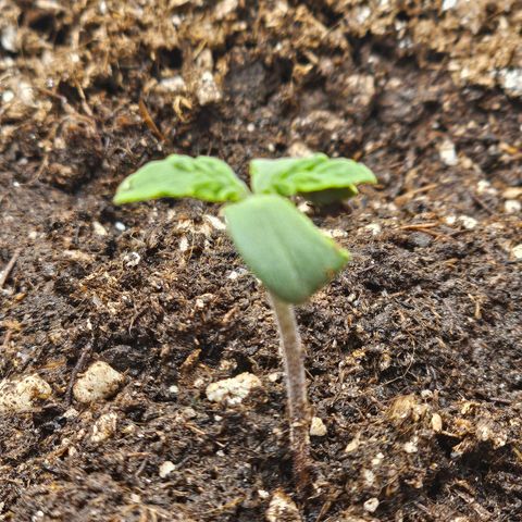 Purple Skunk Auto growlog timeline photo