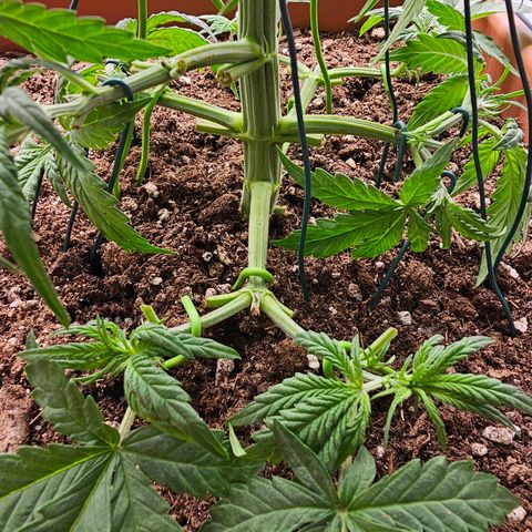 Purple Skunk Auto growlog photo: Low Stress Training 