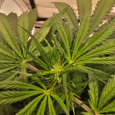 Purple Skunk Auto growlog photo: Blüte hat begonnen 