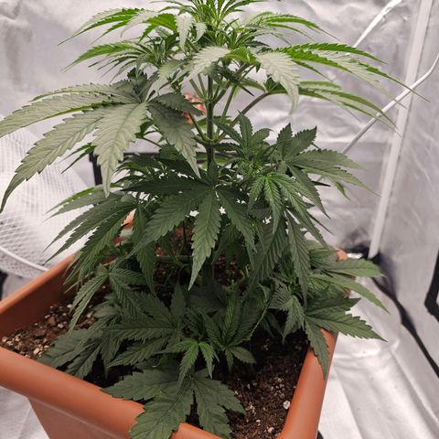 Purple Skunk Auto growlog timeline photo