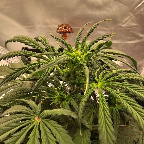 Purple Skunk Auto growlog timeline photo