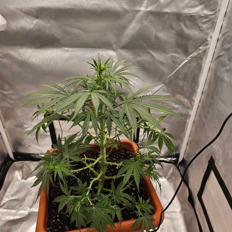 Purple Skunk Auto growlog timeline photo