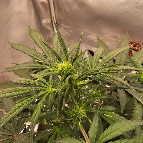 Purple Skunk Auto growlog timeline photo