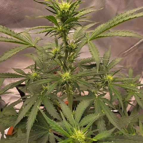 Purple Skunk Auto growlog timeline photo