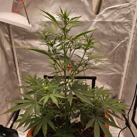 Purple Skunk Auto growlog timeline photo