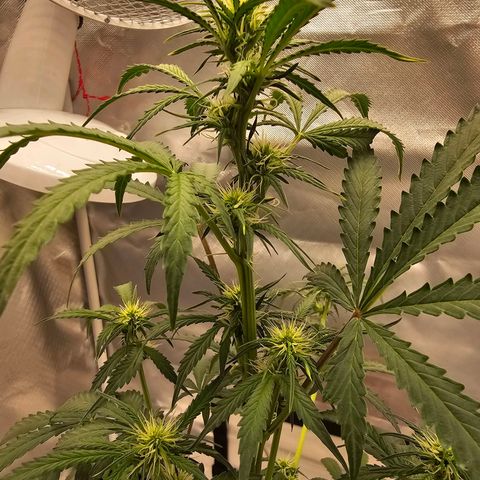 Purple Skunk Auto growlog timeline photo