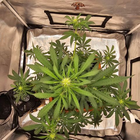 Purple Skunk Auto growlog timeline photo