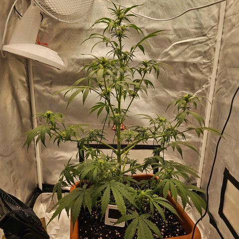 Purple Skunk Auto growlog timeline photo