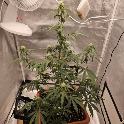 Purple Skunk Auto growlog timeline photo