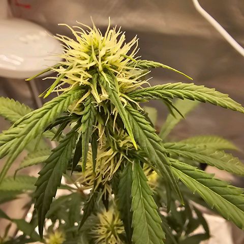 Purple Skunk Auto growlog timeline photo