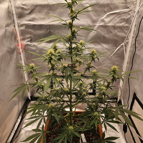 Purple Skunk Auto growlog timeline photo