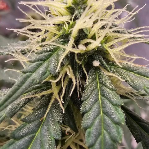 Purple Skunk Auto growlog timeline photo