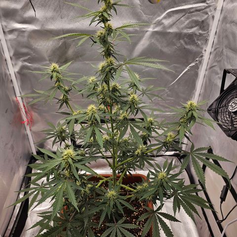 Purple Skunk Auto growlog timeline photo