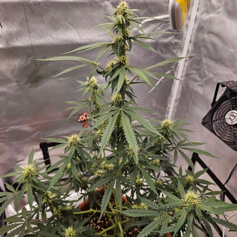 Purple Skunk Auto growlog timeline photo