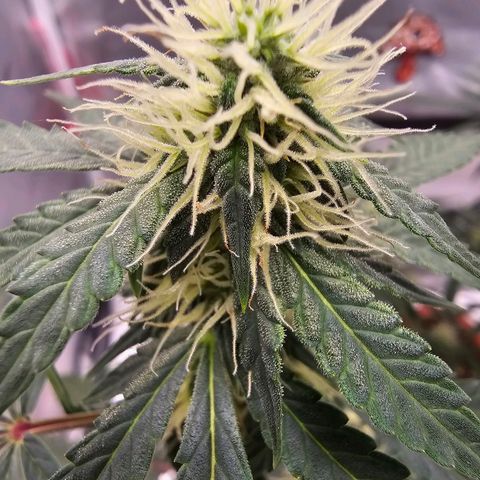 Purple Skunk Auto growlog timeline photo