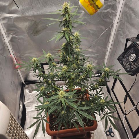 Purple Skunk Auto growlog timeline photo