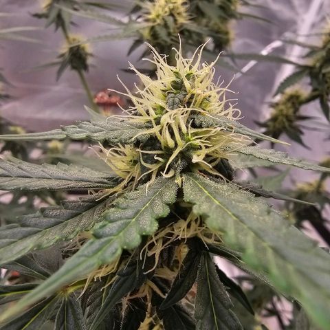 Purple Skunk Auto growlog timeline photo