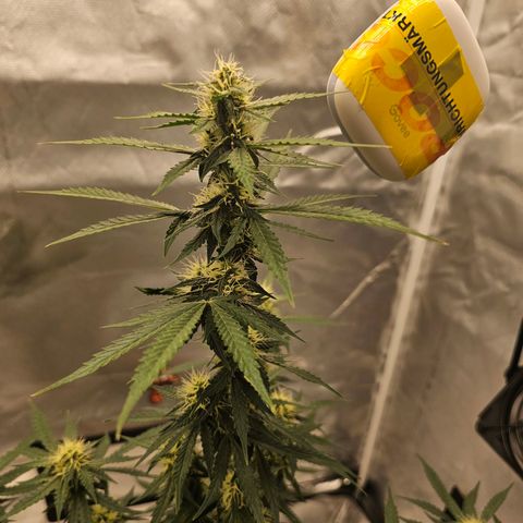 Purple Skunk Auto growlog timeline photo