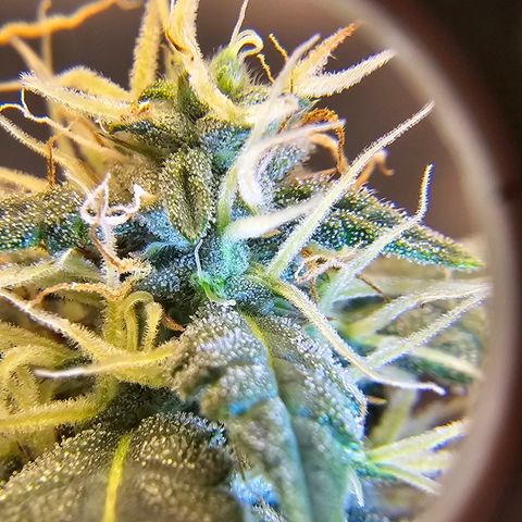 Purple Skunk Auto growlog timeline photo