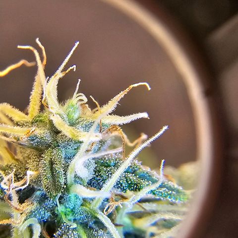 Purple Skunk Auto growlog timeline photo