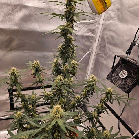 Purple Skunk Auto growlog timeline photo