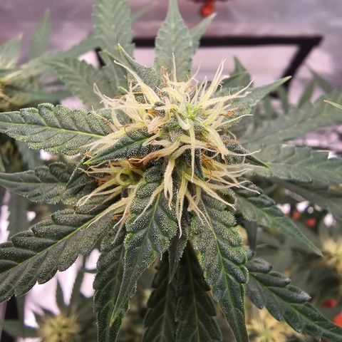 Purple Skunk Auto growlog timeline photo