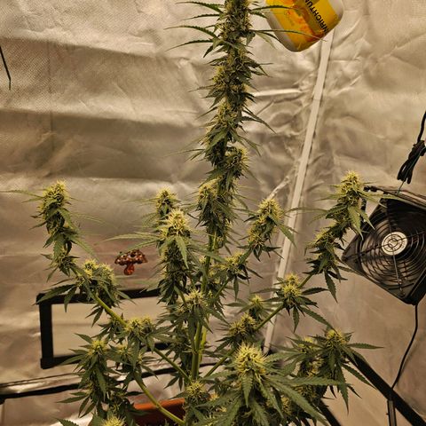 Purple Skunk Auto growlog timeline photo