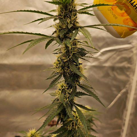 Purple Skunk Auto growlog timeline photo