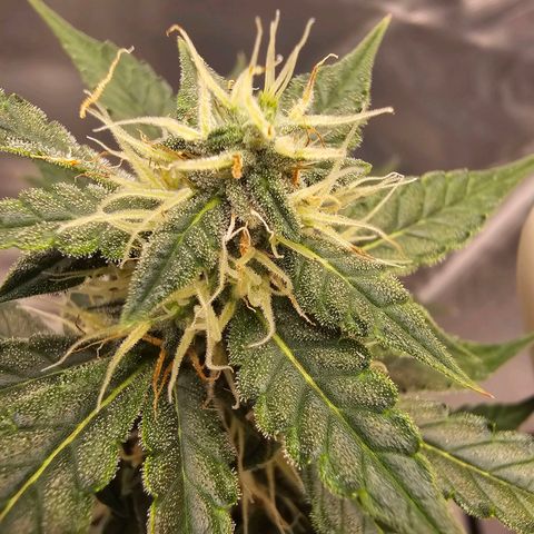Purple Skunk Auto growlog timeline photo