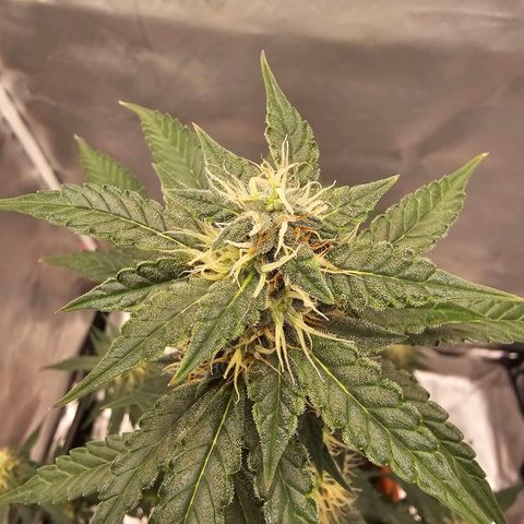 Purple Skunk Auto growlog timeline photo